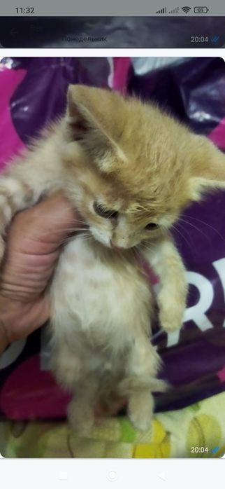 Отдам котёнка в добрые руки!