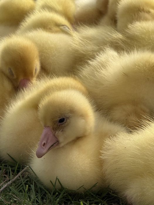 Гуси гусята линда