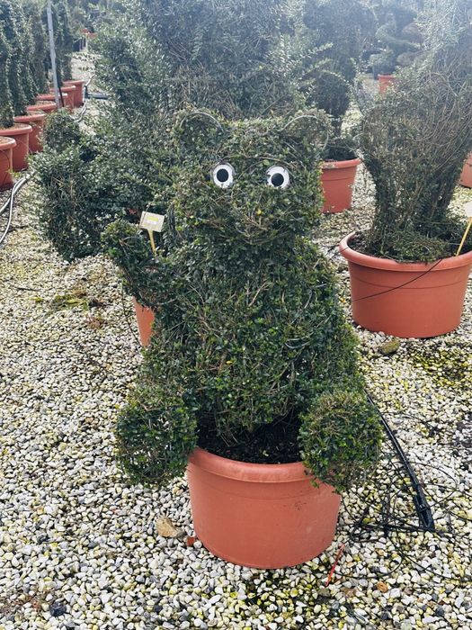 Plante ornamentale la preț de producător, tuia, leylandii, euonymus