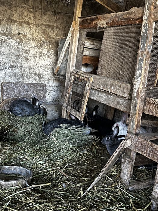 Кролик қоян сатылады