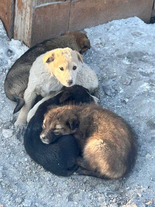 Отдам щенка в добрые руки