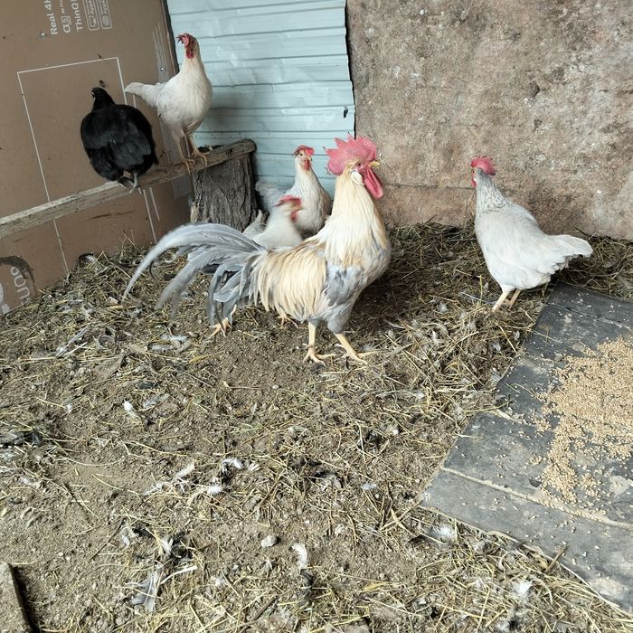 Леггорн изабелла