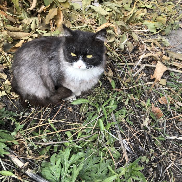 Животные. Кошки.