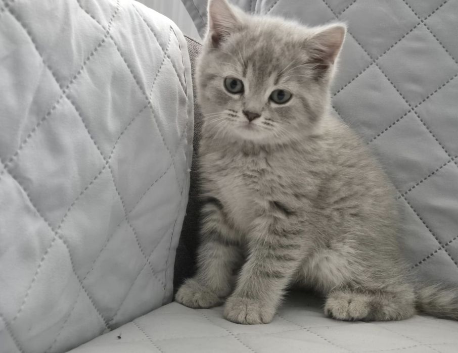 British Shorthair Pui