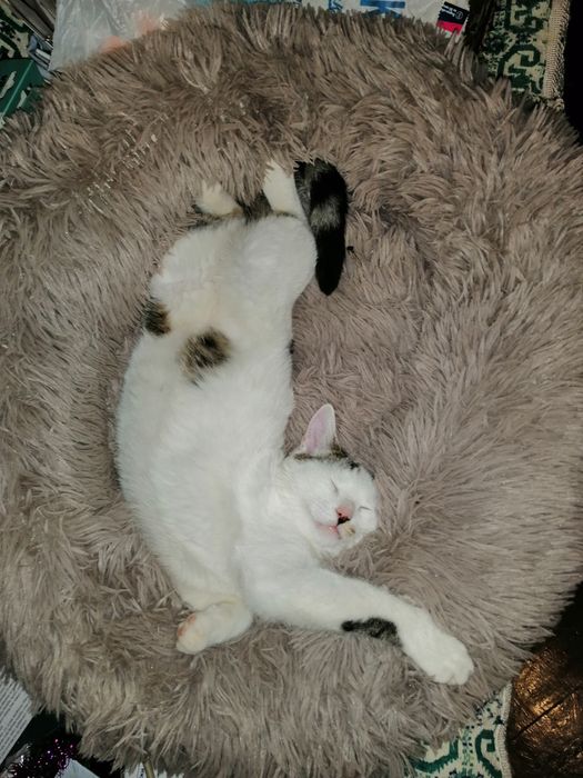 , Коте търси дом,