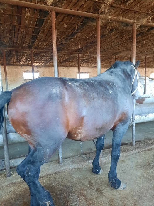 Порно мас ана