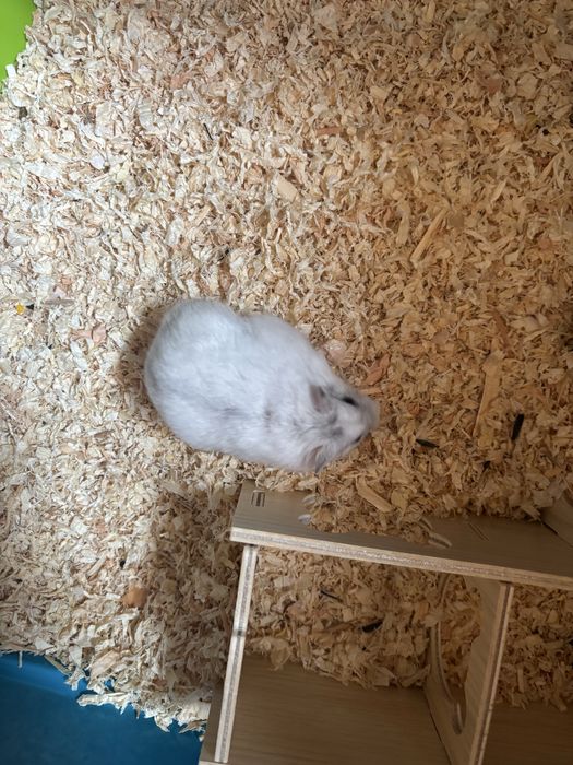 Hamster pitic pui 1 luna