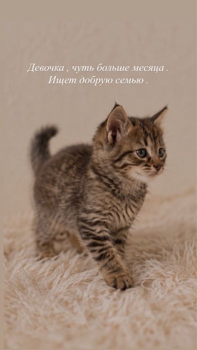 Отдам котят бесплатно