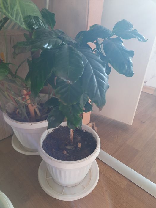 Цветя в саксии за дома и офиса