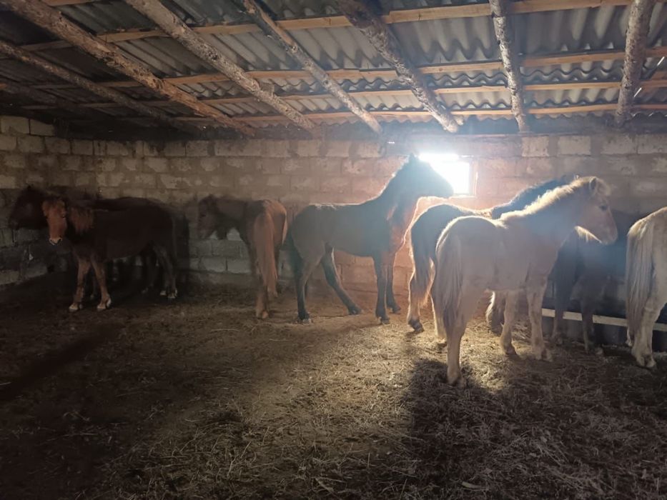 Продам лошадей тайчиков