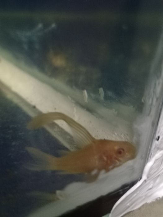 Срочно продам аквариумных рыбок