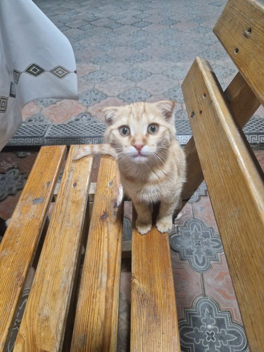 Шотланский вислоухий кот