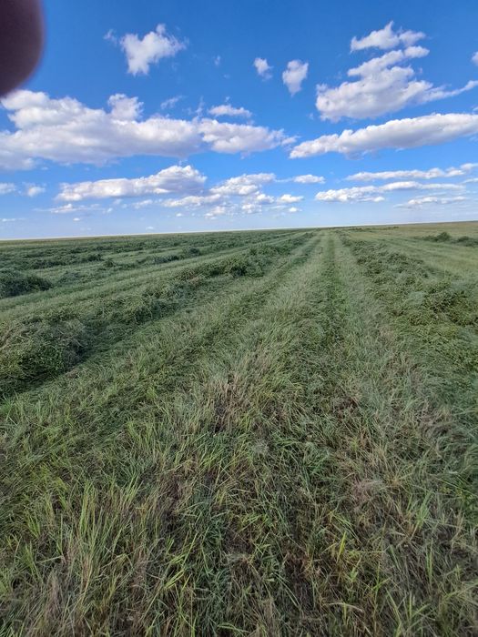 Сено в тюках и рулонах  с поля