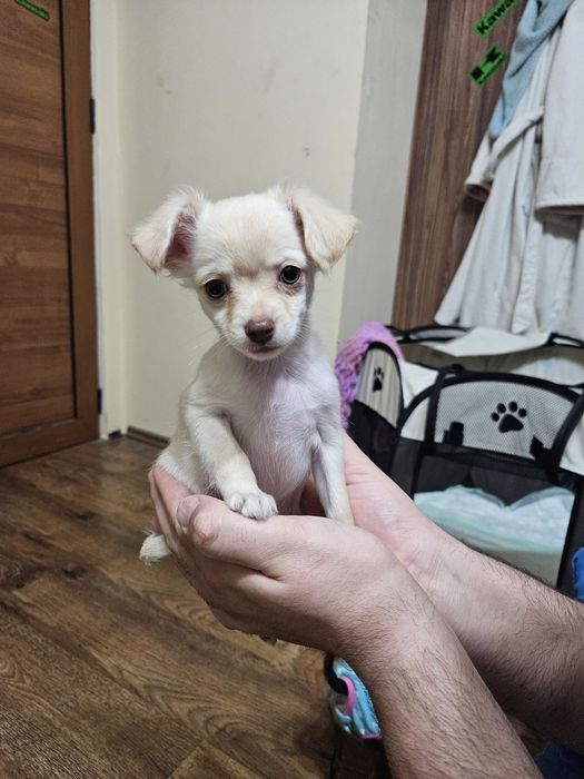 Кученца чихуахуа