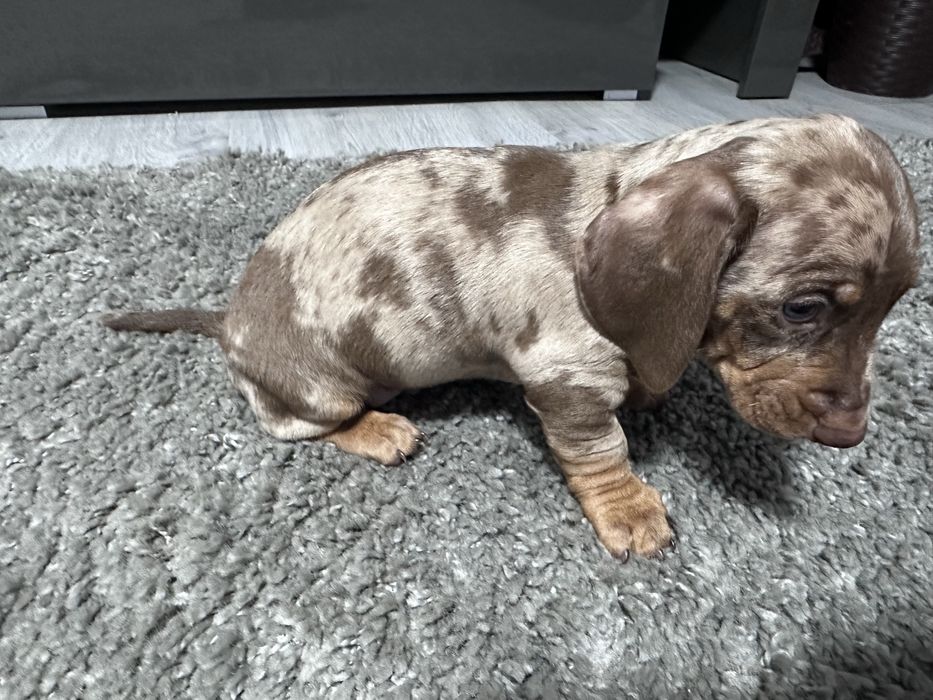 Teckel arlechin maro