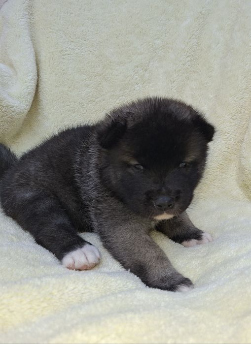 Апериканская акита резерв