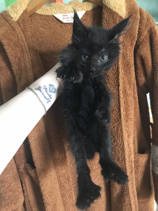 Котенок мейн кун девочка
