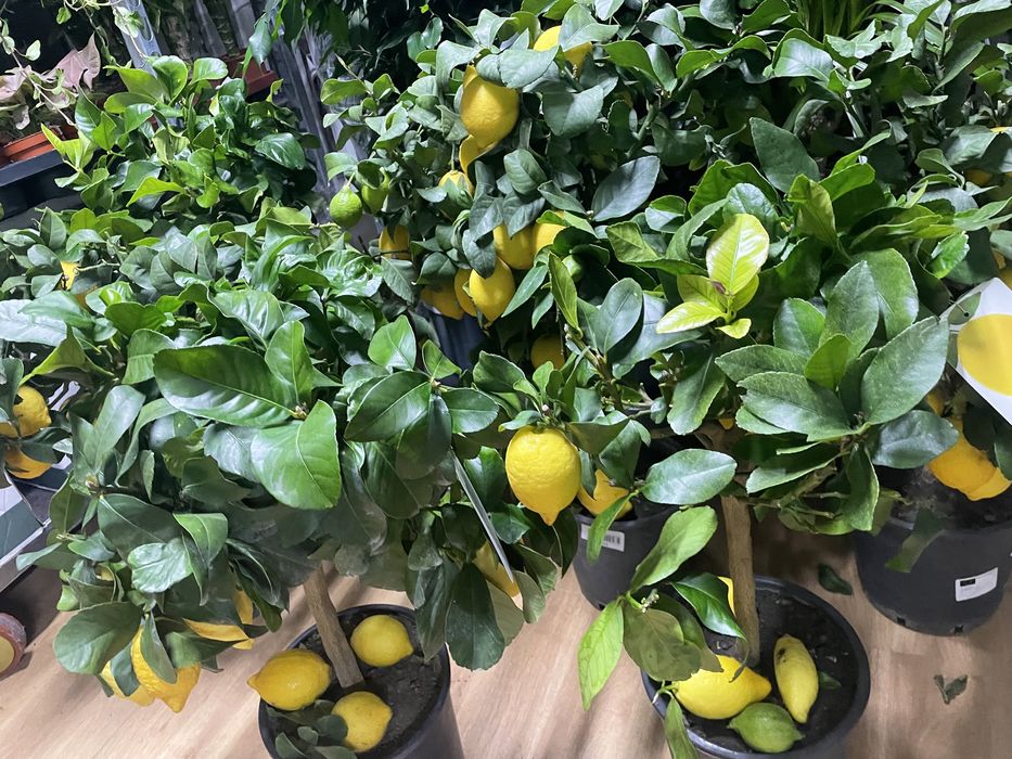 Лимонное дерево