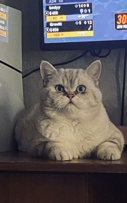 Скотиш страйт шотландские катята.