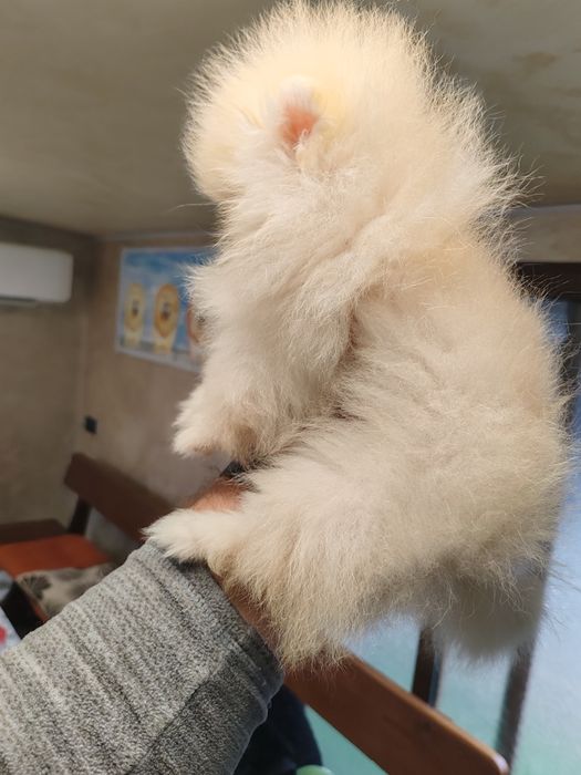 Померан мини женски.