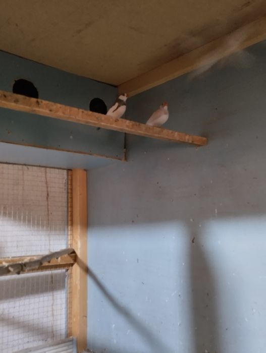 Xar xil turdagi qushlar sotiladi