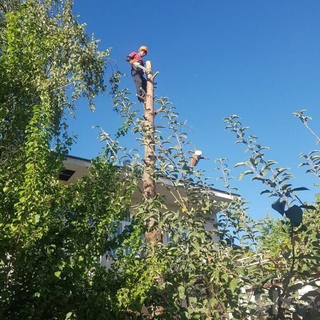 BENZAPILA daraxt kesamiz