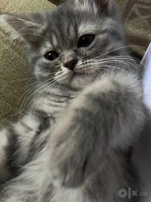 Котики скотиш фолд и скотиш страйд
