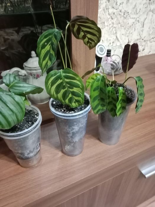 Калатея продам цветок