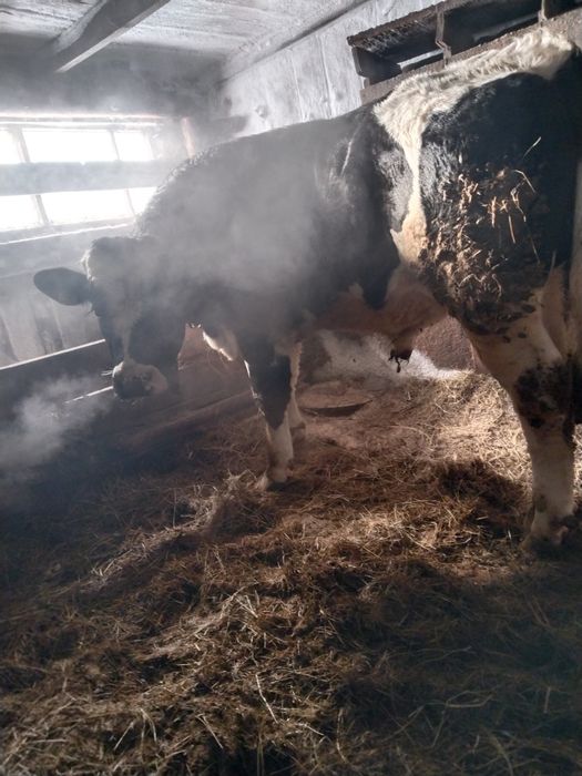 Продам Бычкова.  .