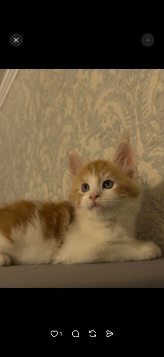 Котята Мейн-Куны