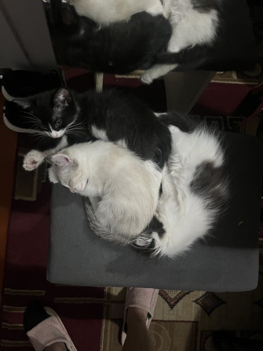 котята в хорошые руки