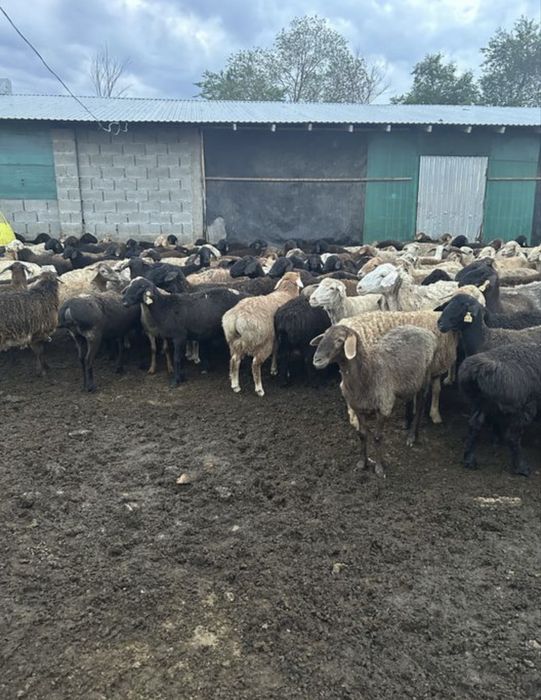 Кой,бараны,токты,кошкар