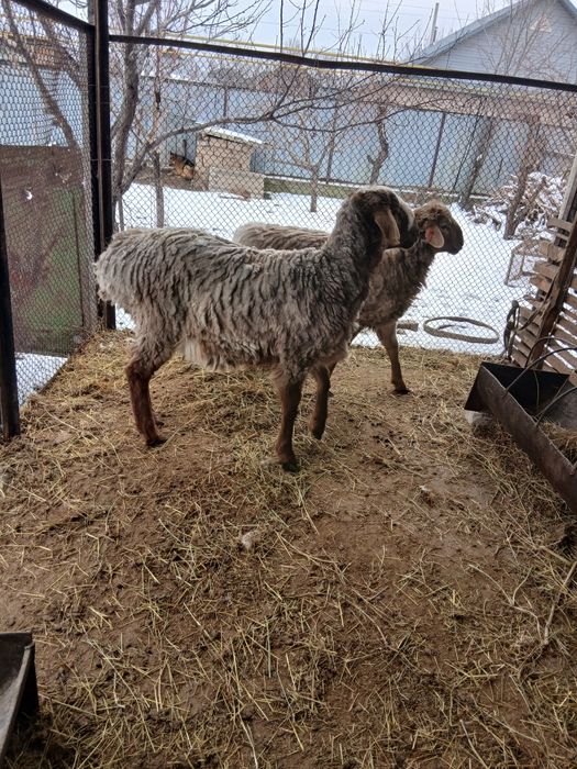 Бараны/кошкар...