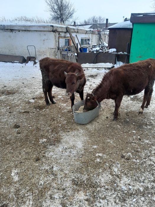 Продам тёлочек продам.