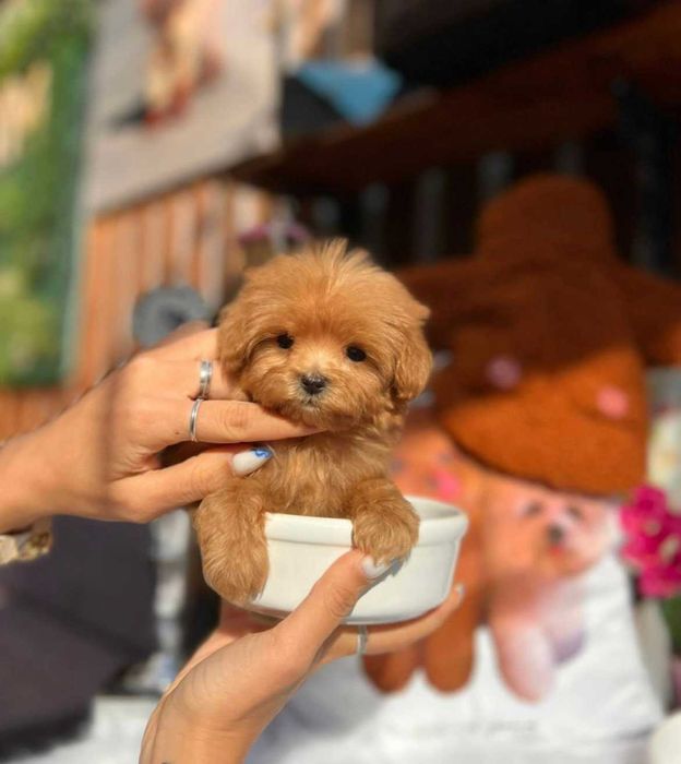 Мальтипу микро F1 корейских кровей с документами