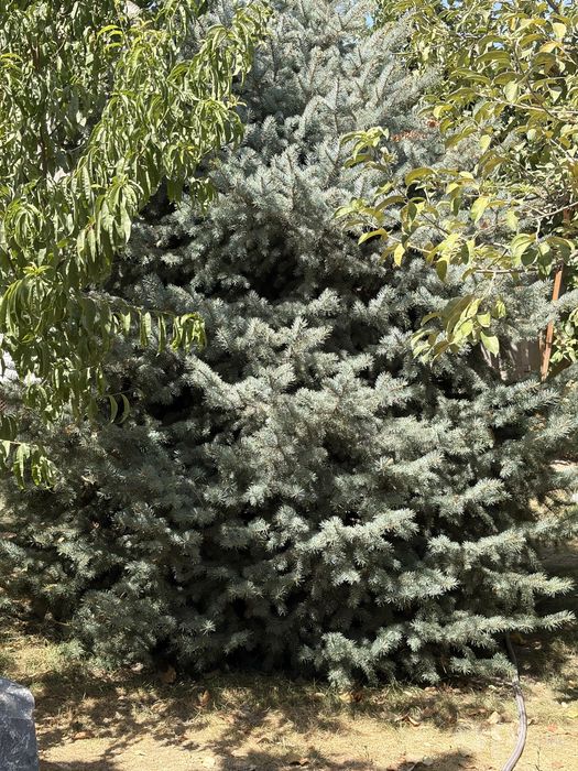 Ель голубая Арча сотилад