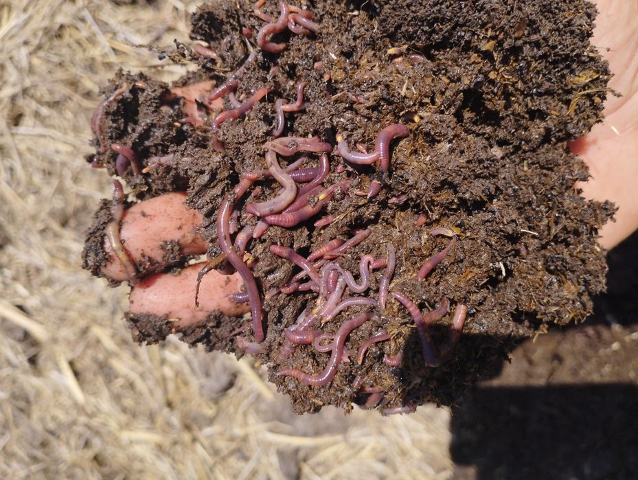 Тоза Калифорния е́мгир чувалчанглари