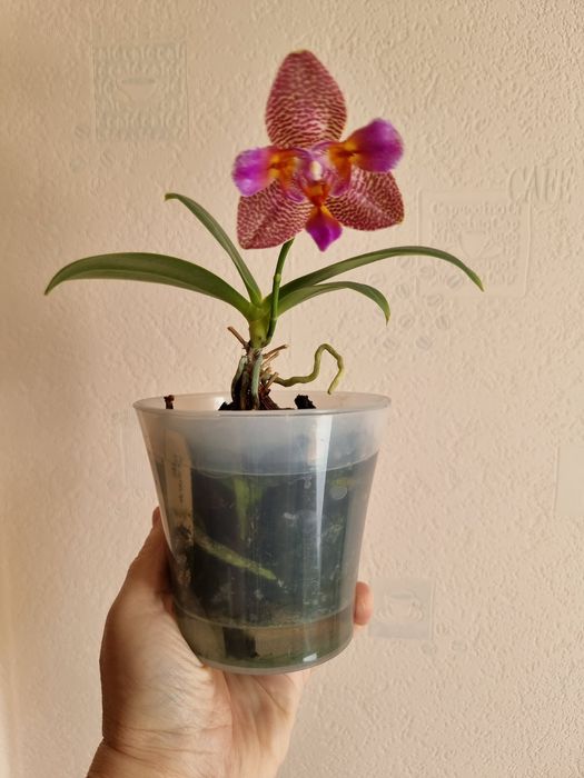 Сортовые орхидеи из Азии