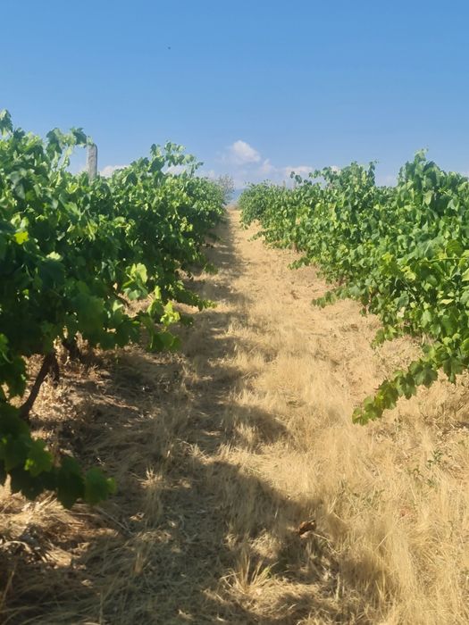 Продавам лозе с десертно грозде в с.Поповица