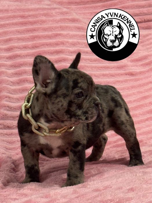 Buldog francez blue merle