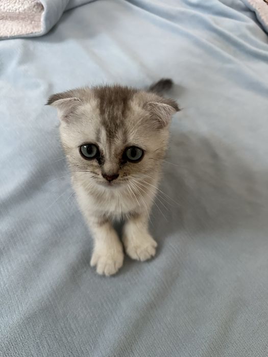 Шотландский вислоухий котёнок