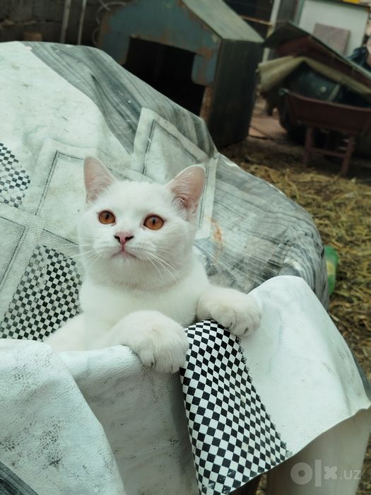 Котенок 8 месяцев британец