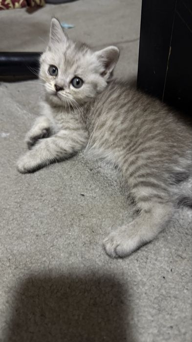 Скотиш страйт серебро шиншилла