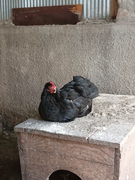 Gaini mii de flori
