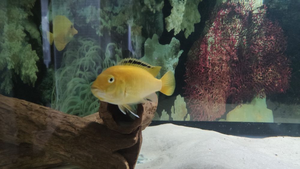 Продам елошку, взрослая рыбка