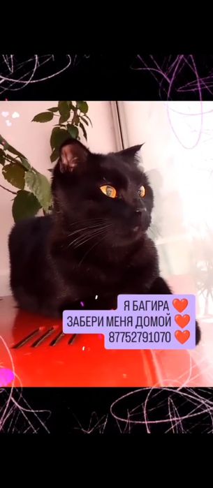 Багира ищет любящий дом