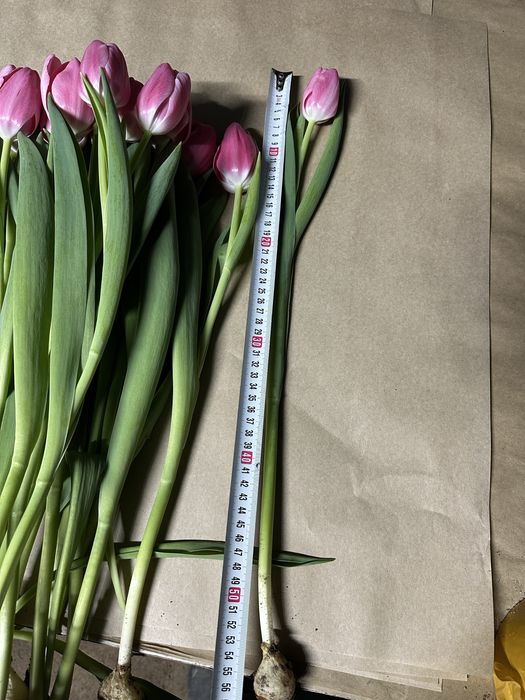 Тюльпаны только  оптом