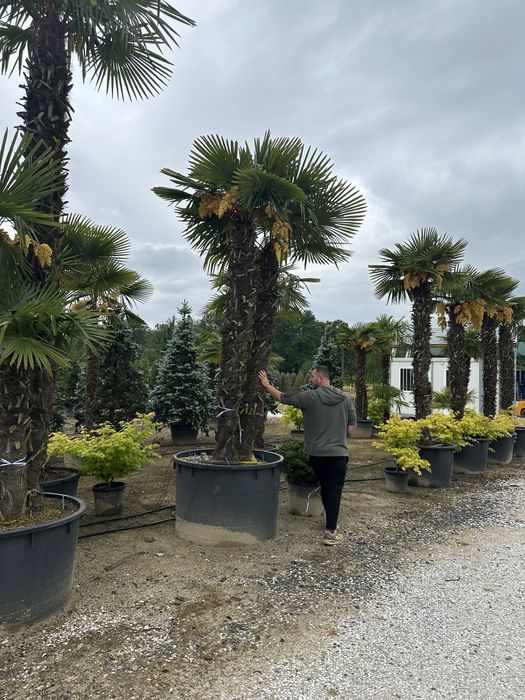 Tuia brazi maslini palimeri acuba pom-pom bosai spirale artarijaponezi