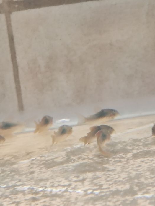 Corydoras aeneus voalat    .