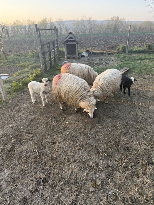 Vand 3 oi tinere cu mielute langa ele!